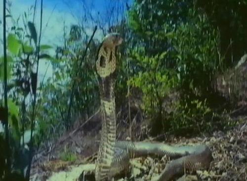 关于蛇的电影,蛇影重重电影全解析